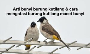 Penjelasan mendalam mengenai berbagai arti bunyi burung kutilang di alam liar.