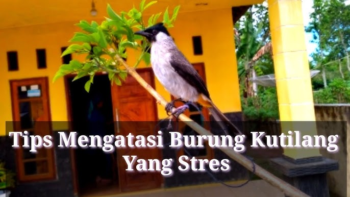 Solusi Cara Mengatasi Bunyi Burung Kutilang Macet Bunyi