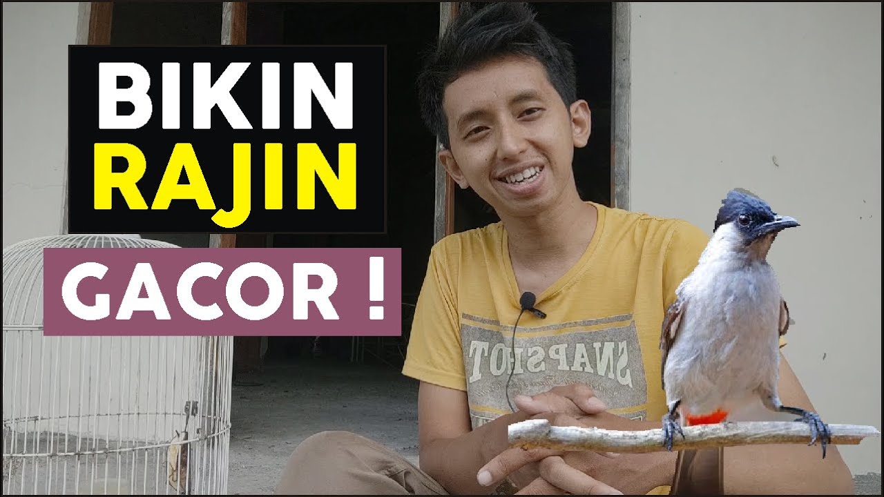Tips Perawatan Bunyi Burung Kutilang