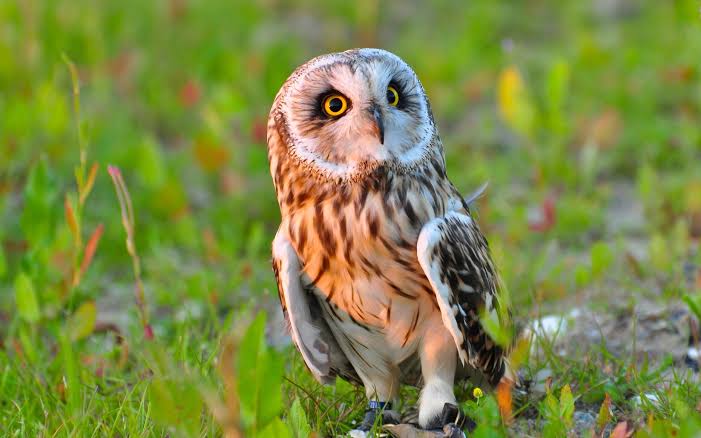 Mitos Suara Burung Hantu Pagi Hari