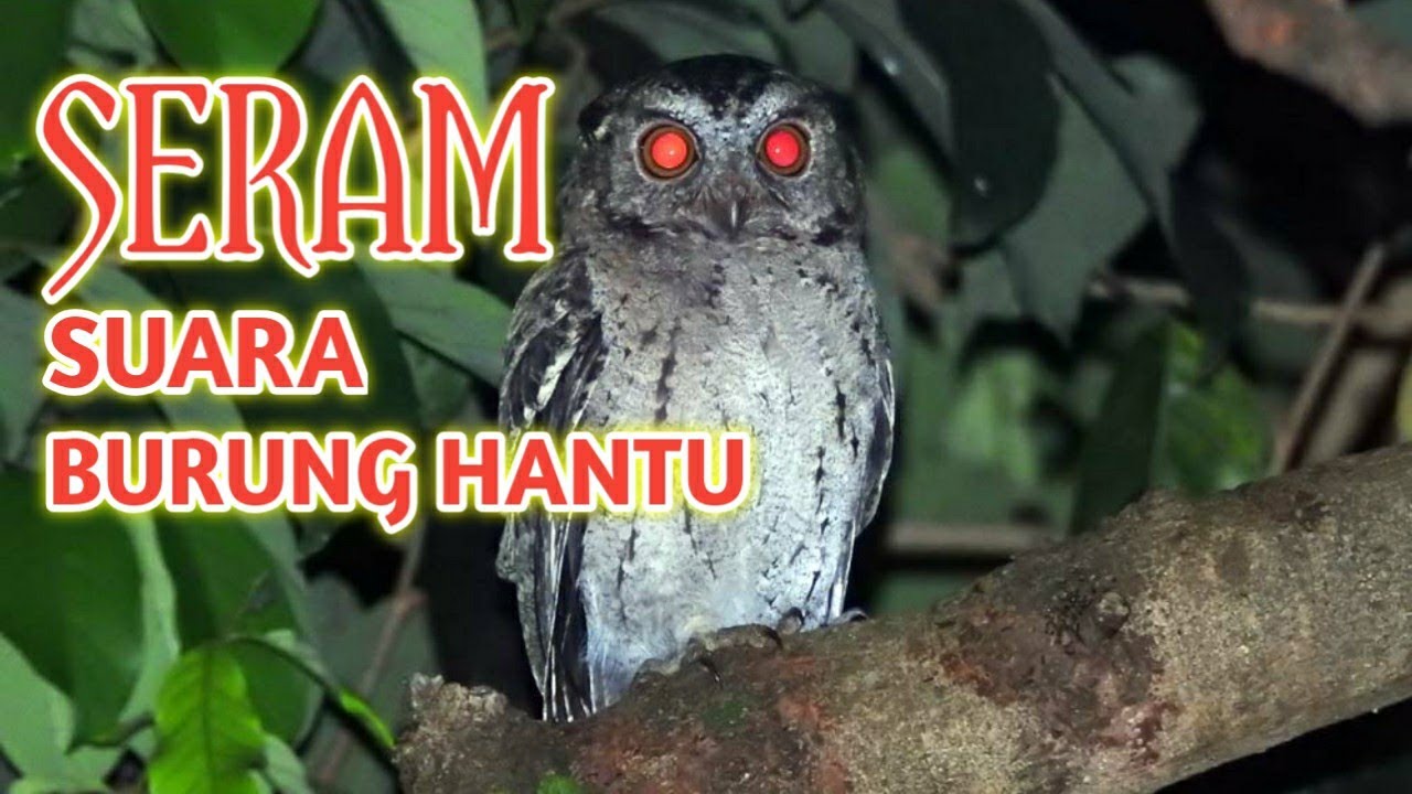 Mitos Suara Burung Hantu