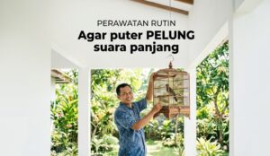 Perawatan Agar Suara Burung Puter Keras