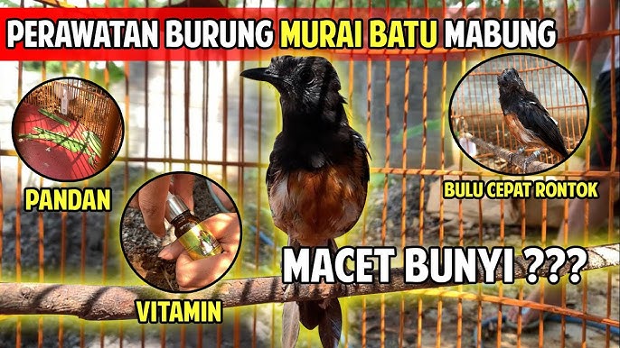 Perawatan Khusus Atasi Murai Mabung Macet