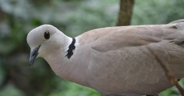 Pilihan Makanan Agar Suara Burung Puter Keras
