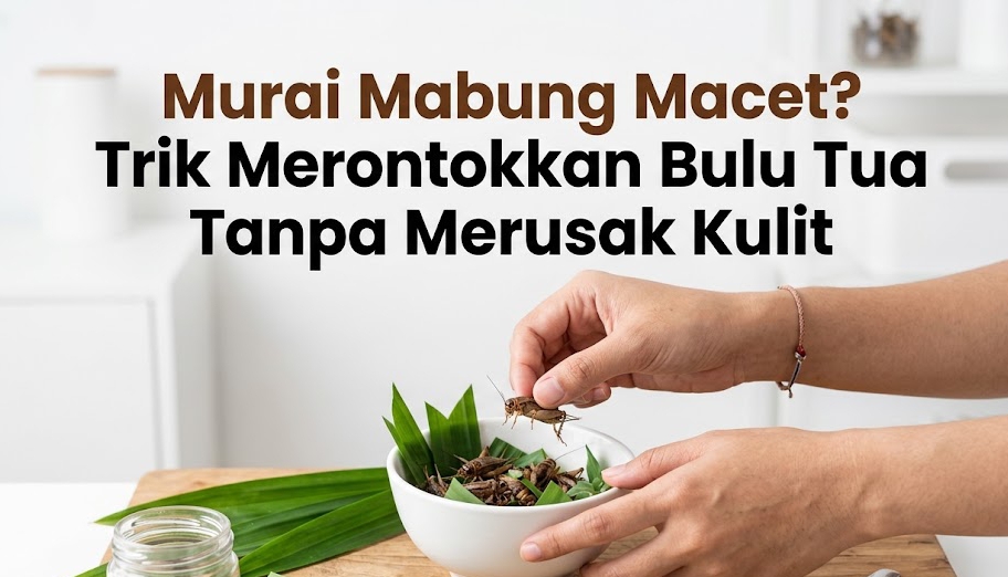 Racikan Pakan Alami Murai Mabung Macet