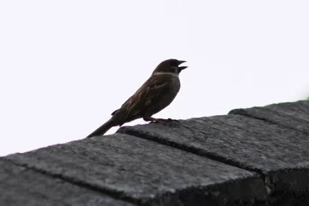 Suara Burung Di Atas Genteng Cara Mengecek